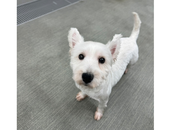生徒が撮影したモデル犬☆